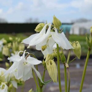 Aquilegia vulgaris var. alba ---